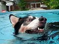 Caesar swimming for the 1st time!