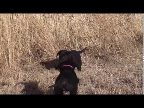 Running through tall grass.