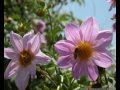 omar khayrat flowers