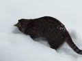 se7en-in-the-snow-yet-again.html
