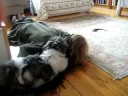 shih tzu puppy playing