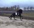 videos de Frisian stallion 3 year old Sabe Duodtsje K Andries x Teunis