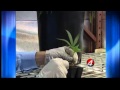 Going inside a medical marijuana growing facility