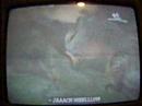 V�deo King Kong Game- This V-Rex won't Move!
