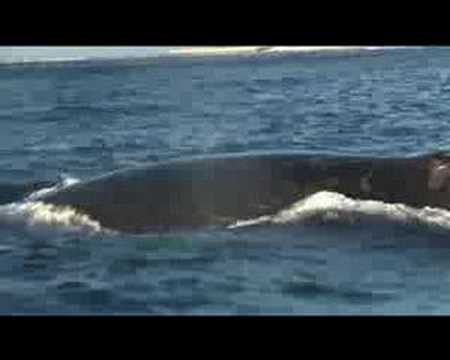 how to get more krill on whale trail