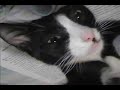 If you Were Gay with puppy and kitty