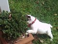 Winston Eating Bush (no puns thanks)