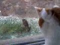 6) KITTEN MEETS FAWN 6) KITTEN MEETS FAWN