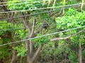 Samara Beach Howler Monkeys
