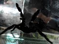 PSALMOPOEUS IRMINIA TERROR PSALMOPOEUS IRMINIA TERROR