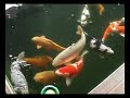 Nishikigoi ( koi )