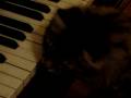 Cats playing piano Cats playing piano