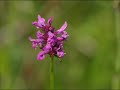 Stachys officinalis (with translation text)