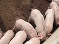 Wiggly Piggly!
