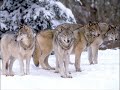 Korpiklaani Running with Wolves