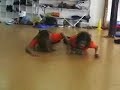 Magisteri URV- Expressió Corporal