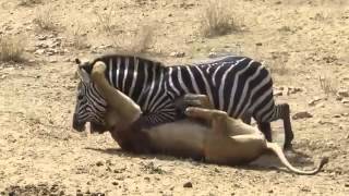 zebra aslanı isırdı zebra aslanı isırdı