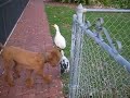 poodles can be trained to herd. to my knowledge, however, this is the first video of a poodle herding ducks.
