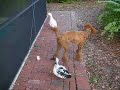 poodles can be trained to herd. to my knowledge, however, this is the first video of a poodle herding ducks.