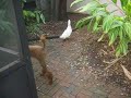 poodles can be trained to herd. to my knowledge, however, this is the first video of a poodle herding ducks.