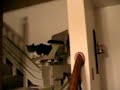Worlds Laziest Cat Worlds Laziest Cat