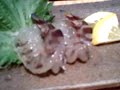 ??????Dancing Sashimi ??????Dancing Sashimi