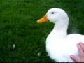Bella's quack 2