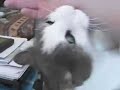 Mein Kater greift mich an