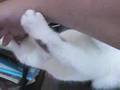 Mein Kater greift mich an