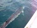 balena nel golfo di pozzuoli