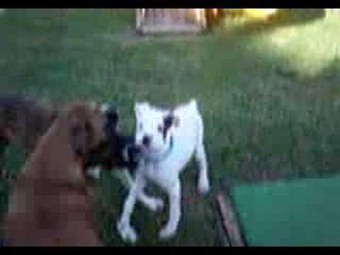 Zephyr - Lone Star Boxer Rescue