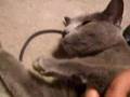 猫に関しては加藤鷹を超えたテクニシャンですpart2