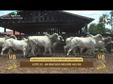 530� LEIL�O VIRTUAL DE CORTE