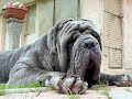 Neapolitan Mastiff Puppies by Eduardo Dur�n Haedo