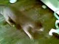 videos de Puppy Staffs