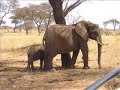 afrique
