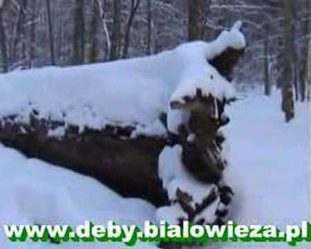 Jagiello Oak (Dab Jagielly) from ...