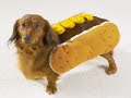 1 A French Halloween Dog Costumes