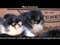Video: Black Australorp Chicks