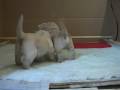 Rosie's Labradoodle Puppies Day 24