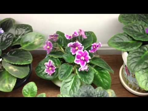 how to fertilize african violets