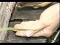 Bee Sting Antidote Testing