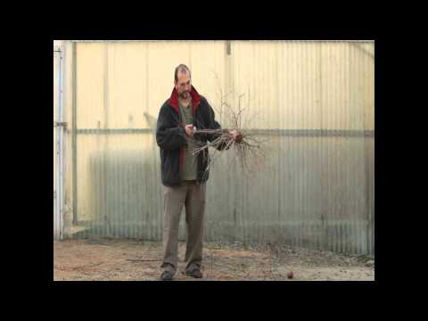 how to transplant pomegranate tree