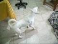 videos de Shower day 
