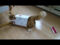 Cat In A Box -- Inspired By Maru