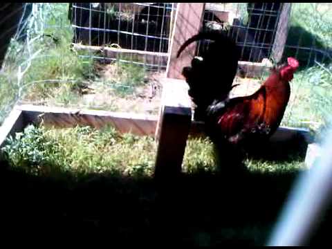 Penny Hatch - These are my Tom Hargus hatch. They are about 13-15 months old.
