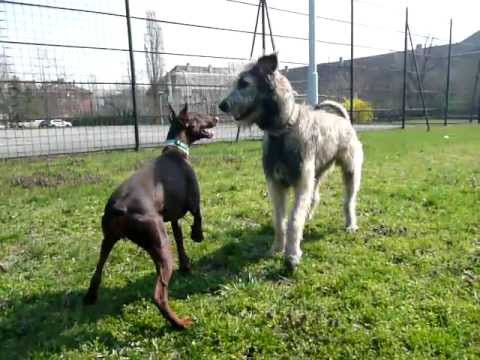 IRISH WOLFHOUND