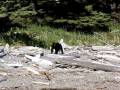 bear on the beach, Cape Scott prov park, BC