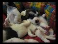 fox terrier puppies dreaming