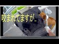YouTube 動画ポップアップ再生